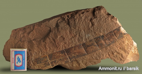 карбон, растения, каламиты, Ростовская область