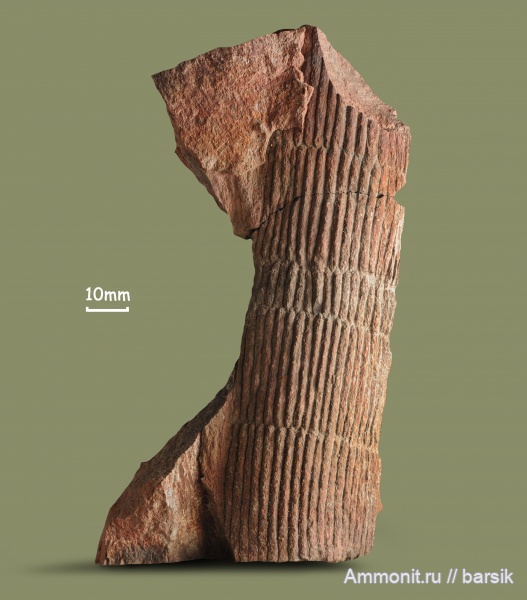 карбон, растения, каламиты, Ростовская область