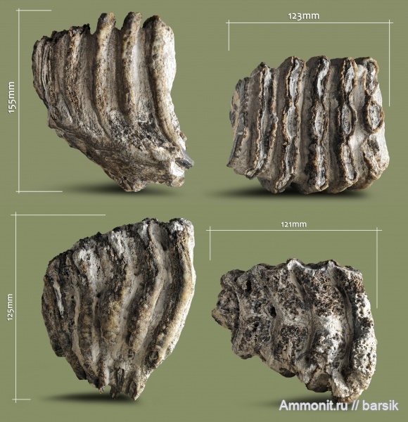 зубы, мамонты, млекопитающие, слоны