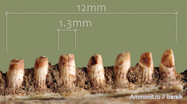 триас, амфибии, зубы