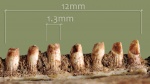 Зубы амфибии.