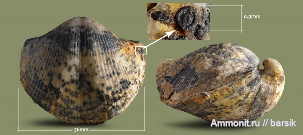 брахиоподы, карбон, Московская область