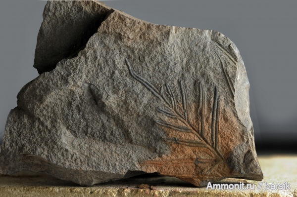 карбон, растения, Alethopteris