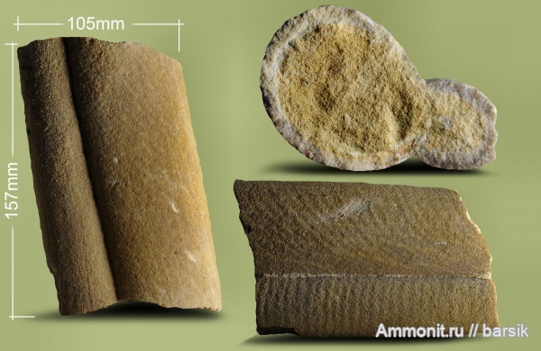 палеоген, Ростовская область