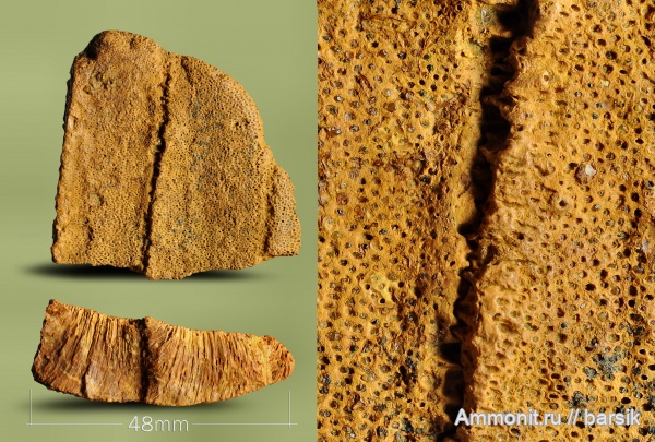 палеоген, кораллы, Ростовская область