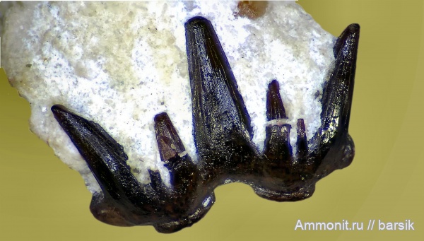 карбон, зубы, Heslerodus