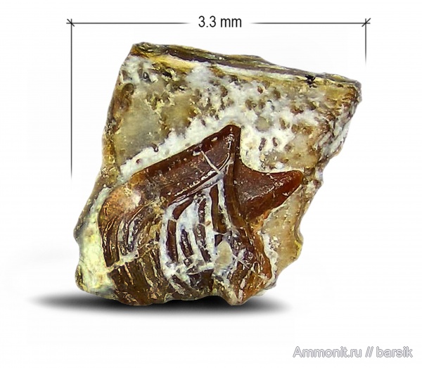карбон, рыбы, чешуя, Palaeonisciformes, палеониски