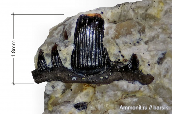 карбон, рыбы, зубы, Stethacanthus, зубы рыб, Заборье