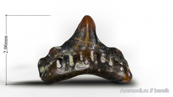 карбон, зубы, Московская область, зубы рыб, Карьер Заборье