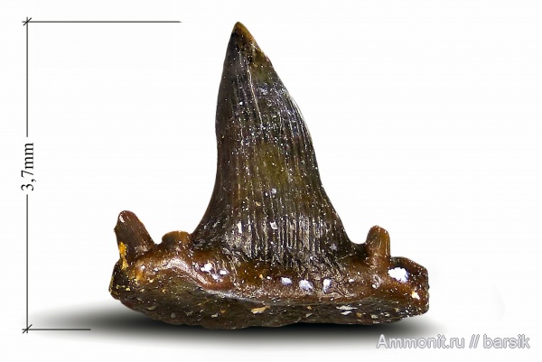 карбон, рыбы, зубы, Московская область, зубы рыб, Карьер Заборье