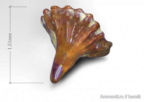 карбон, рыбы, Московская область, Карьер Заборье