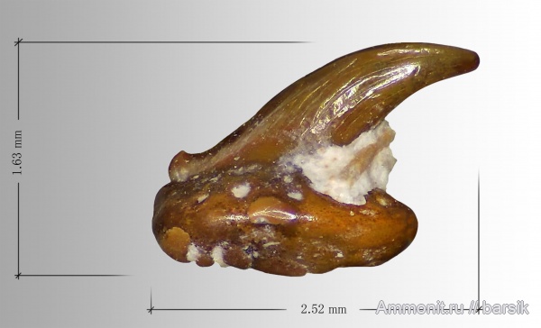 карбон, Московская область, шипы, Карьер Заборье, шипы рыб