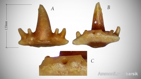 карбон, зубы, Московская область, зубы рыб, Карьер Заборье