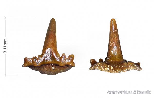 зубы, акулы, Московская область, зубы рыб, Карьер Заборье