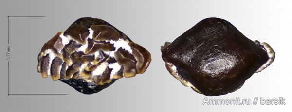 карбон, рыбы, акулы, Московская область, чешуя, Карьер Заборье