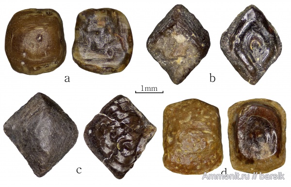карбон, рыбы, Московская область, Карьер Заборье