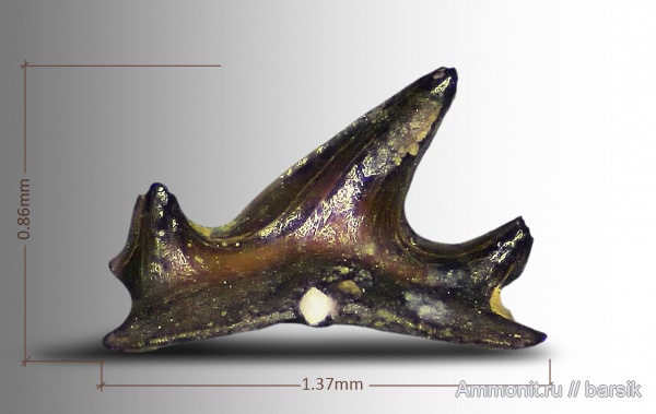 карбон, рыбы, нижний карбон, Московская область, Карьер Заборье, Anachronistidae