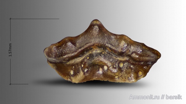 карбон, рыбы, нижний карбон, Карьер Заборье, Московская обдасть