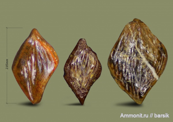 карбон, рыбы, Московская область, Карьер Заборье