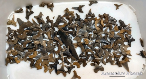 зубы, акулы, зубы акул