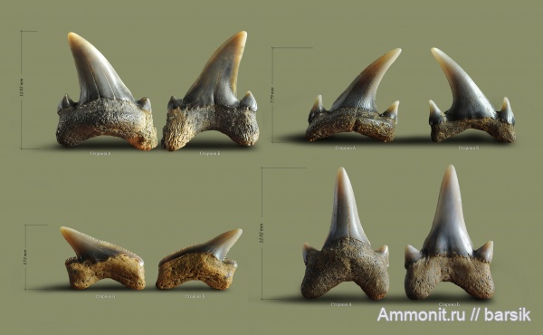 акулы, зубы акул