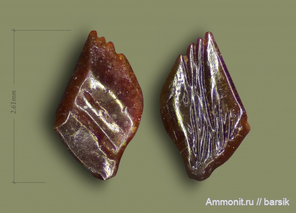 карбон, рыбы, Московская область, чешуя рыб, Карьер Заборье