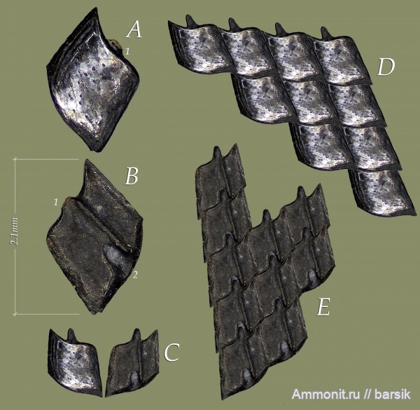 карбон, рыбы, Московская область, Palaeonisciformes, чешуя рыб, Карьер Заборье, палеониски