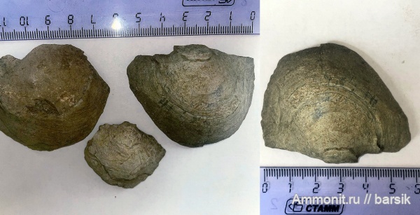 двустворки