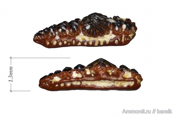 карбон, зубы, Московская область, зубы рыб, Карьер Заборье