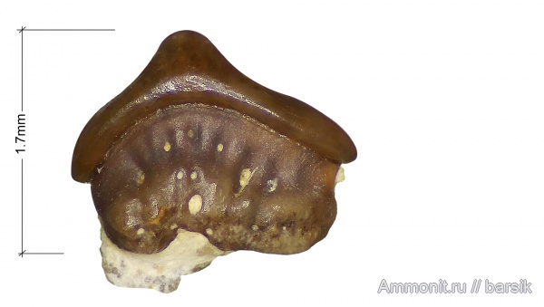 карбон, зубы, Московская область, зубы рыб, Карьер Заборье