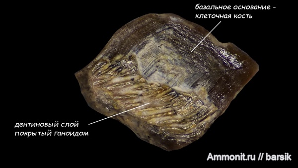 карбон, рыбы, Карьер Заборье, чешуйки