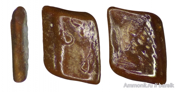 карбон, нижний карбон, Московская область, чешуя, чешуя рыб, Карьер Заборье