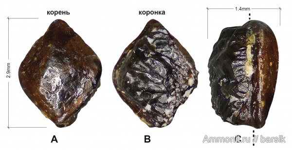 карбон, рыбы, Московская область, чешуя, акантоды, чешуя рыб, Карьер Заборье