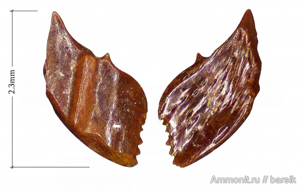 карбон, рыбы, нижний карбон, Московская область, чешуя рыб, Карьер Заборье