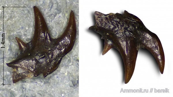 карбон, рыбы, зубы, нижний карбон, Московская область, Карьер Заборье