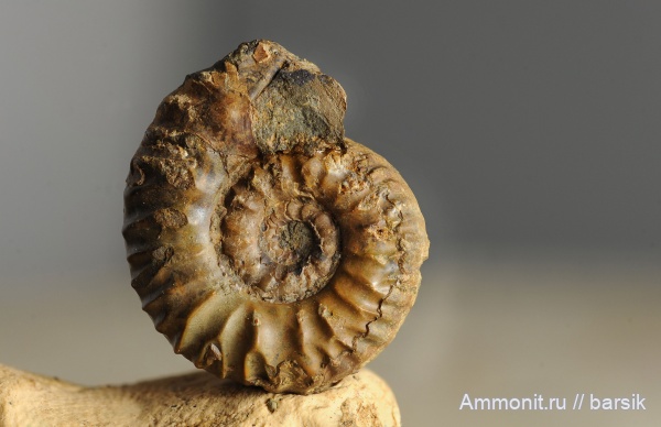 аммониты, Bredyia, аален, Bredyia subinsignis