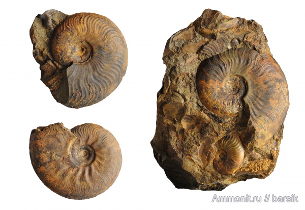 аммониты, юра, Россия, Leioceras opalinum, Leioceras, аален