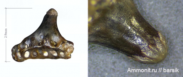 карбон, зубы, нижний карбон, Московская область, зубы рыб, Карьер Заборье