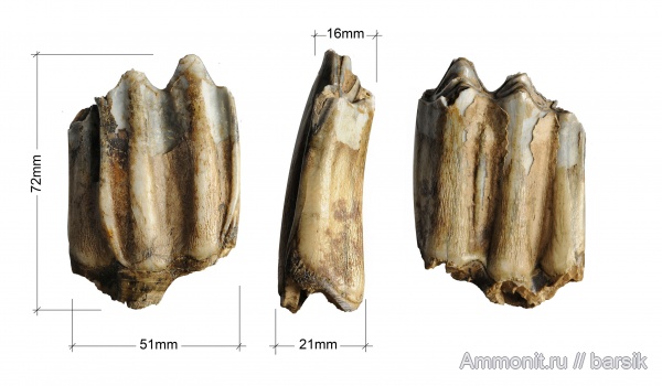зубы, бизоны, Ростовская область, быки