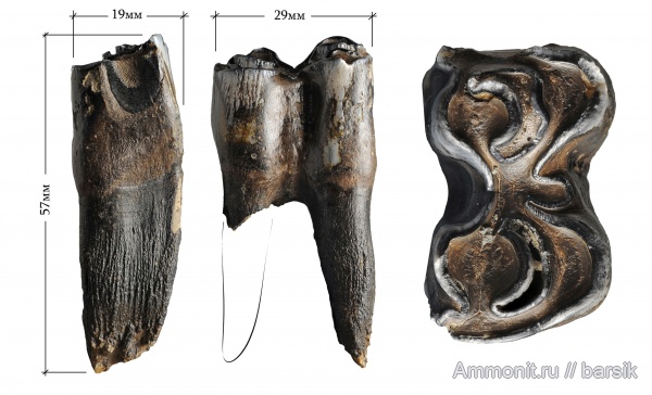 зубы, бизоны, Ростовская область, Bison priscus, степной бизон