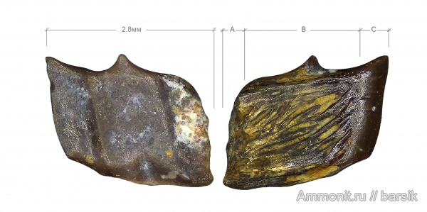 рыбы, Московская область, чешуя рыб, Карьер Заборье, чешуйки