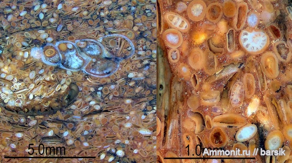 гастроподы, миоцен, фораминиферы, сармат