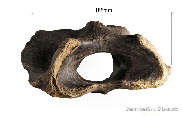 мегалоцерос, Большерогий олень