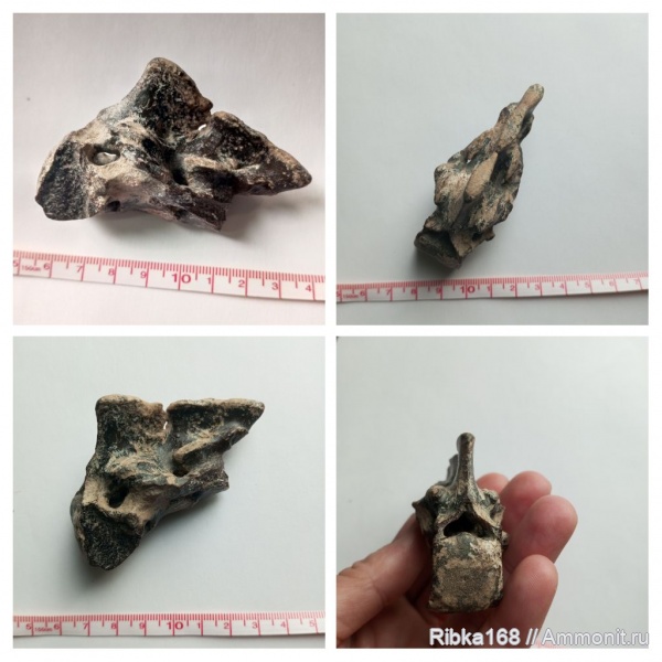 неоген, позвонки, тюлени