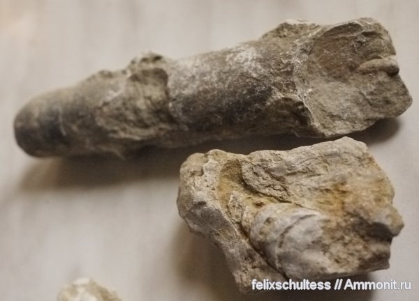 эндоцерасы