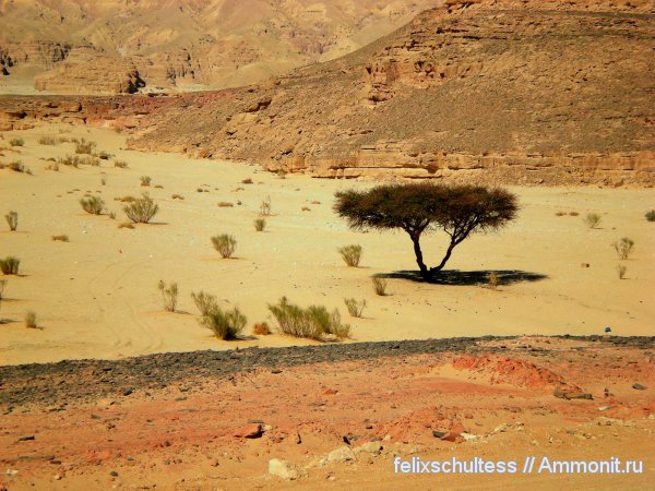 Египет,  центр Синайский полуостров