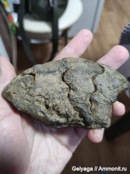 Минералы и окаменелости