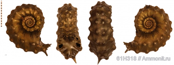 юра, Kosmoceras, келловей, Kosmoceratidae