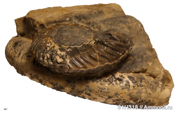 аммониты, юра, келловей, Quenstedtoceras, Quenstedtoceras paucicostatum