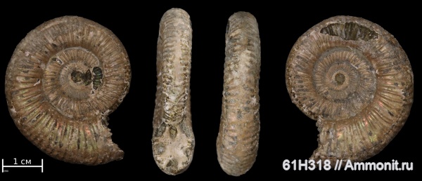 юра, Михайлов, келловей